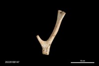 藏品(刻劃紋鹿角器)的圖片